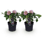 Helleborus orientalis 'Double Ellen Pink' (Orientalische Christrose) – 2 Pflanzen, Ø 14 cm, 35 cm hoch