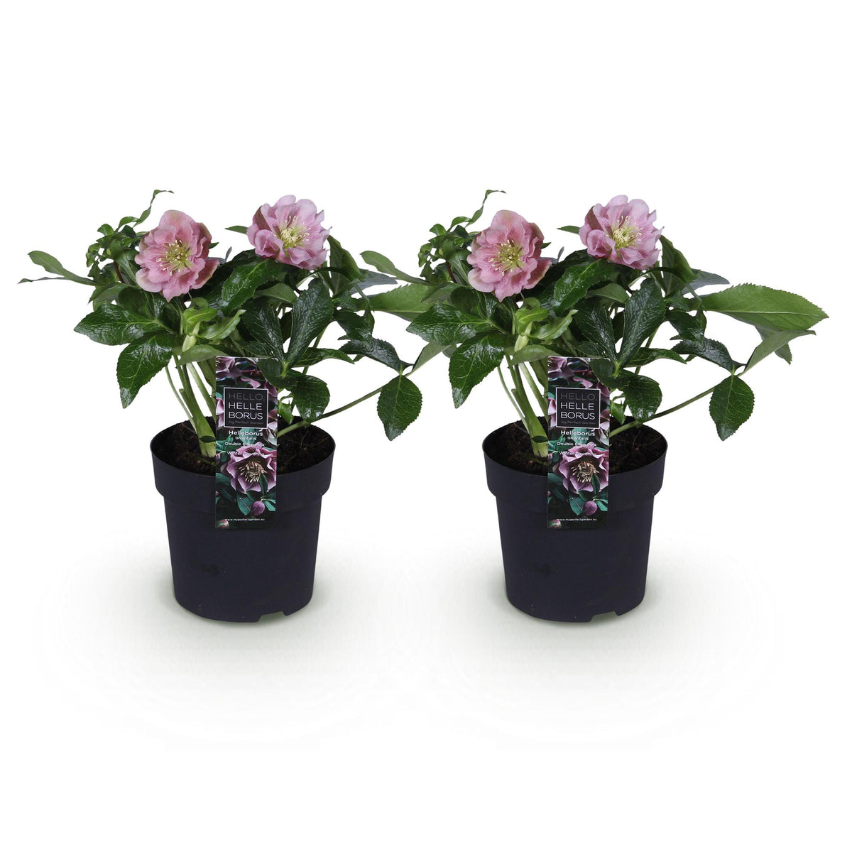 Helleborus orientalis 'Double Ellen Pink' (Orientalische Christrose) – 2 Pflanzen, Ø 14 cm, 35 cm hoch