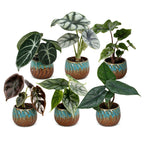 6× bébé Alocasia Famille (oreille d’éléphant) incl. Copper Reef – Ø6 cm, 12 cm de haut