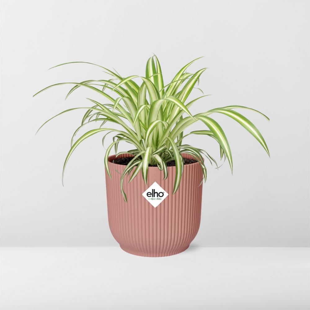 Chlorophytum comosum Variegatum in ELHO Vibes Fold 14cm roze (graslelie) – 10 cm hoog