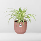 Chlorophytum comosum Variegatum in ELHO Vibes Fold 14cm roze (graslelie) – 10 cm hoog
