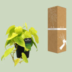 Philodendron Lime – Ø12 cm, 20 cm hoog