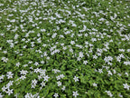 Isotoma fluviatilis 'Alba-' (blue carpet) – 12 plants, Ø9 cm, 10–25 cm high