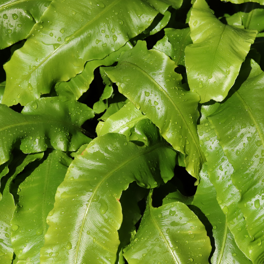 Asplenium scolopendrium (streepvaren) – 48 planten, Ø9 cm, 10–25 cm hoog