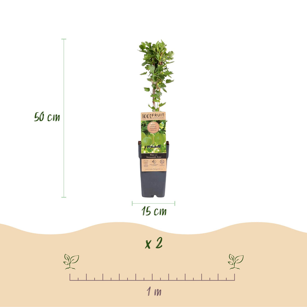 Ribes uva-crispa 'Hinnonmäki Grün' (ribes noir) – 2 plants, Ø15 cm, 50 cm de haut – photo 3