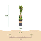 Ribes uva-crispa 'Hinnonmäki Grün' (ribes noir) – 2 plants, Ø15 cm, 50 cm de haut