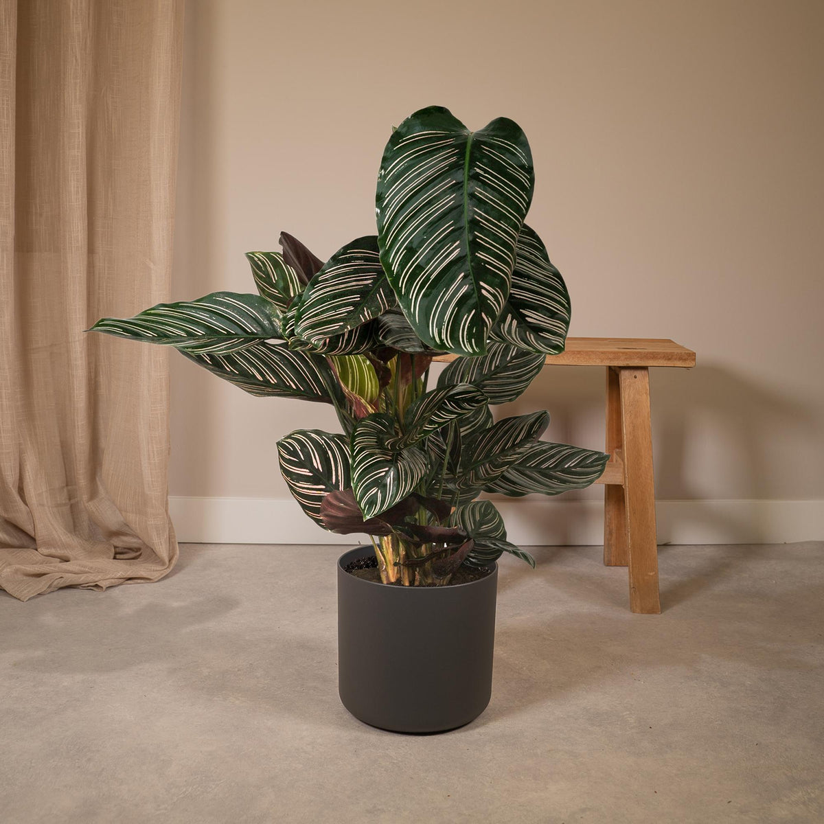 Calathea Ornata – Ø19 cm, 75 cm høj