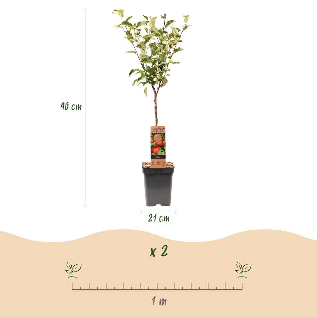 Malus domestica 'Elstar' (appelboom) – Ø21 cm, 90 cm hoog – foto 3