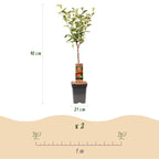 Malus domestica 'Elstar' (appelboom) – Ø21 cm, 90 cm hoog