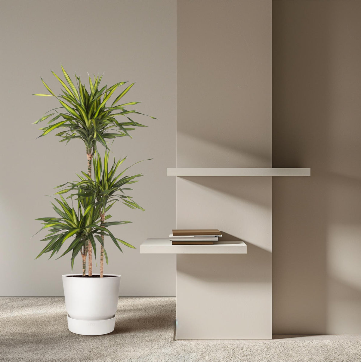 Dracaena Riki (drakenboom) – Ø24 cm, 140 cm hoog