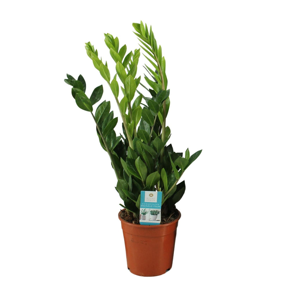 Zamioculcas zamiifolia (zz-plant) – Ø17 cm, 65 cm hoog – art. 12648