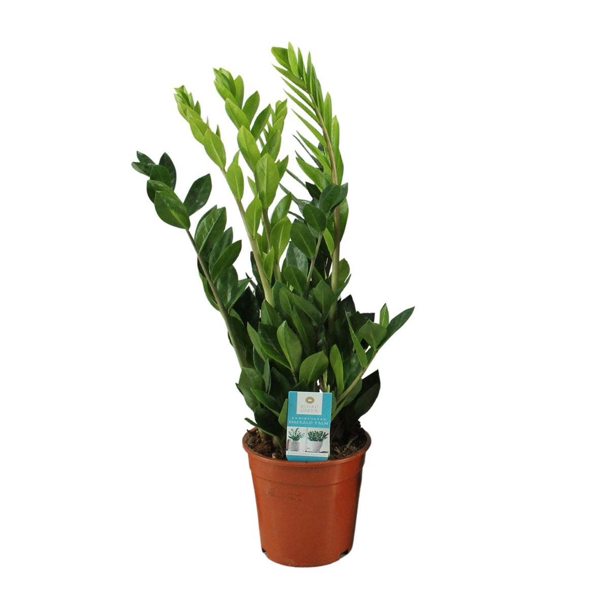 Zamioculcas zamiifolia (zz-plant) – Ø17 cm, 65 cm hoog – art. 12648