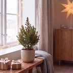 2× Picea glauca Conica (kerstboompje) – Ø13 cm, 45 cm hoog
