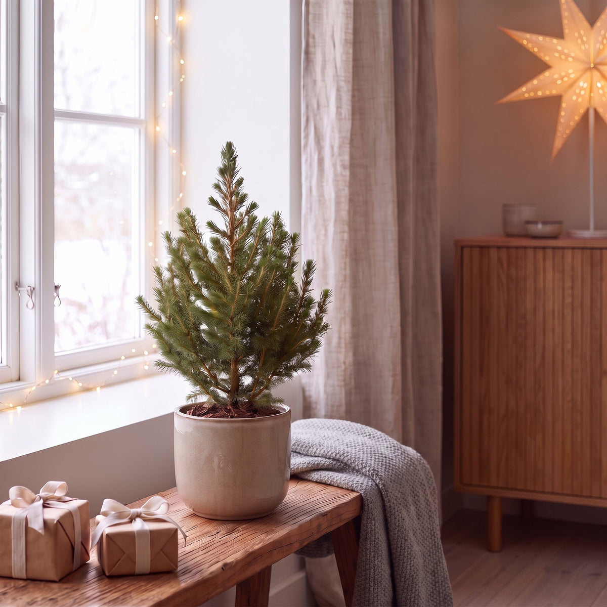 2× Picea glauca Conica (kerstboompje) – Ø13 cm, 45 cm hoog