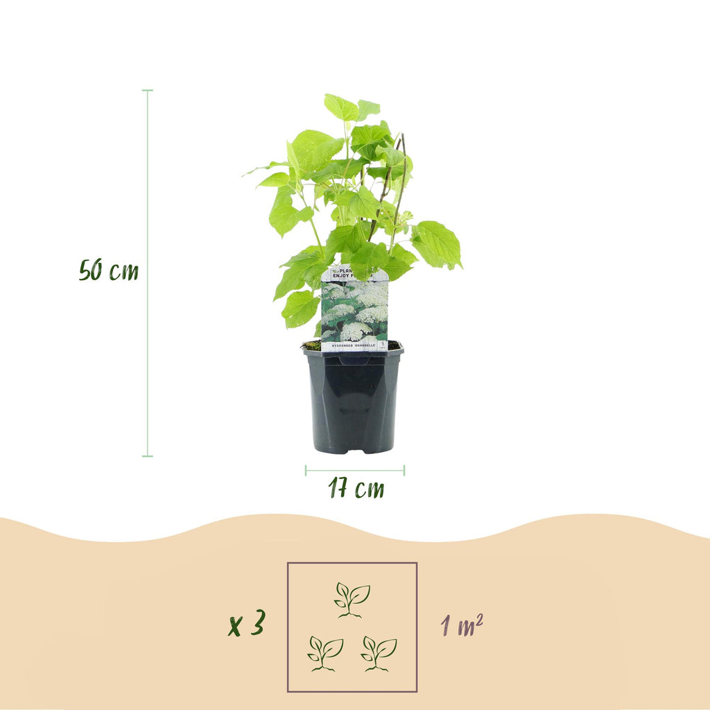Hydrangea arborescens 'Annabelle' (Rispenhortensie) – weiß – Ø 17 cm, 50 cm hoch – Bild 3