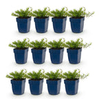 Phlox 'Tricolour' (Leitblume) – violett-rosa-weiß – 12 Pflanzen, Ø11 cm, 15–25 cm hoch