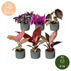 6× Baby Plants Paradise Mix incl. Linnea Misty Blue – Ø6 cm, 10–15 cm tall