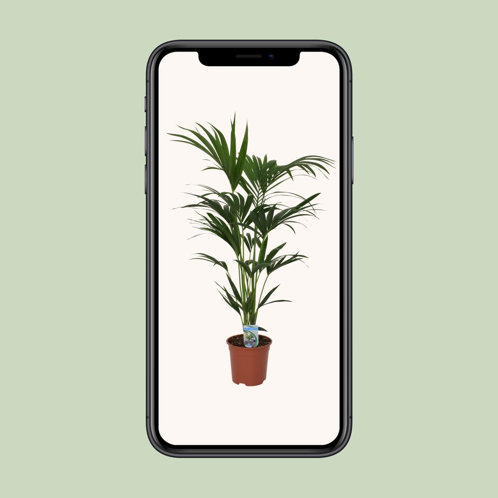 Howea forsteriana (Kentiapalme) – Ø 21 cm, 120 cm hoch – Art. 5240