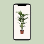 Howea forsteriana (Kentiapalme) – Ø 21 cm, 120 cm hoch – Art. 5240