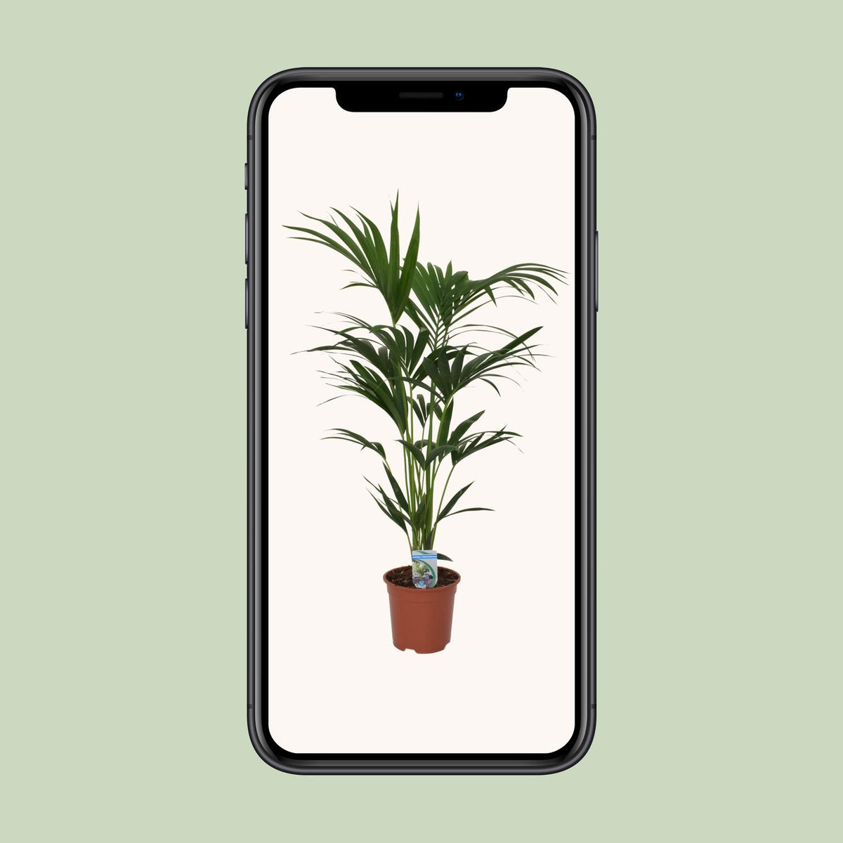 Howea forsteriana (Kentiapalme) – Ø 21 cm, 120 cm hoch – Art. 5240