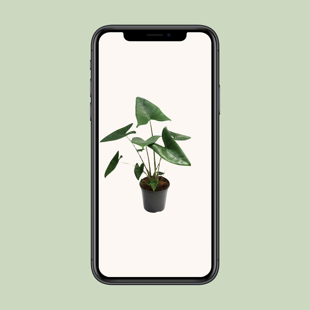 Alocasia zebrina (Zebrano-Alocasia) – Ø 21 cm, 80 cm hoch – Bild 9