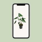 Alocasia zebrina (Zebrano-Alocasia) – Ø 21 cm, 80 cm hoch
