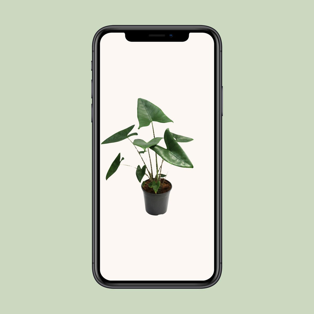 Alocasia zebrina (Zebrano-Alocasia) – Ø 21 cm, 80 cm hoch – Bild 9