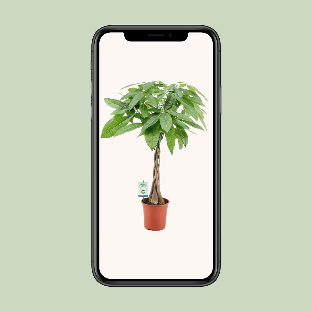 Pachira Aqautica (pengetræ) – Ø19 cm, 80 cm høj