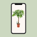 Pachira Aqautica (pengetræ) – Ø19 cm, 80 cm høj