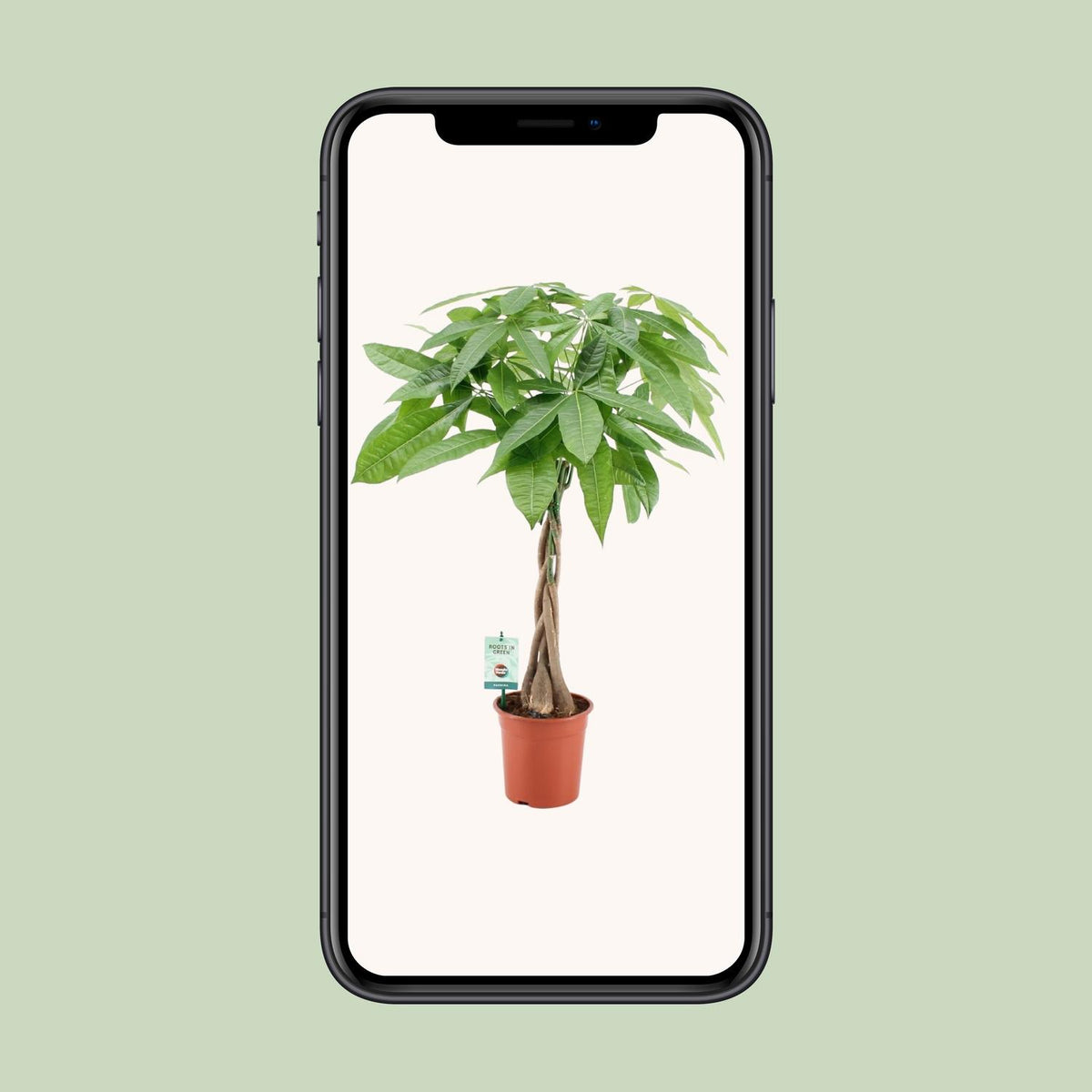 Pachira Aqautica (pengetræ) – Ø19 cm, 80 cm høj