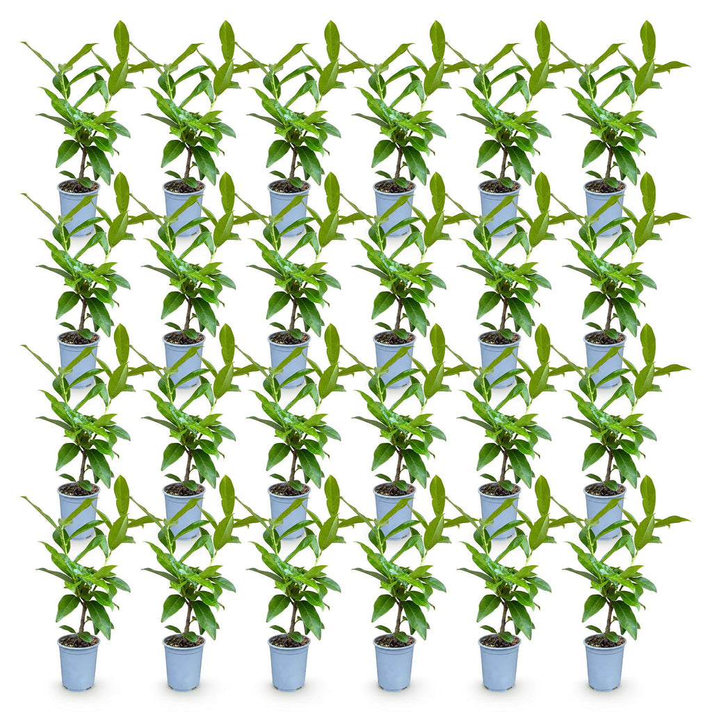 Prunus laurocerasus 'Novita' (cherry laurel) – 24 plants, Ø9 cm, 25–35 cm high – photo 2
