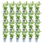 Prunus laurocerasus 'Novita' (cherry laurel) – 24 plants, Ø9 cm, 25–35 cm high