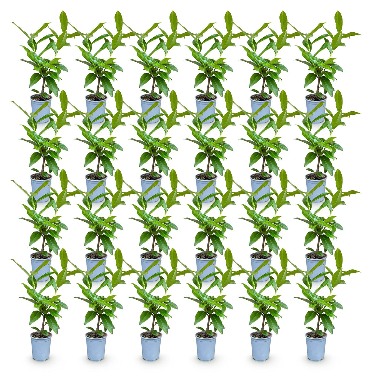 Prunus laurocerasus 'Novita' (cherry laurel) – 24 plants, Ø9 cm, 25–35 cm high – photo 2
