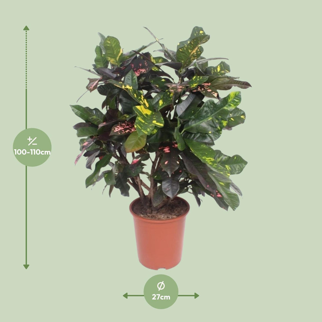Croton Magnificent (Codiaeum) – Ø27 cm, 110 cm high – photo 2