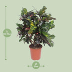 Croton Magnificent (Codiaeum) – Ø27 cm, 110 cm high