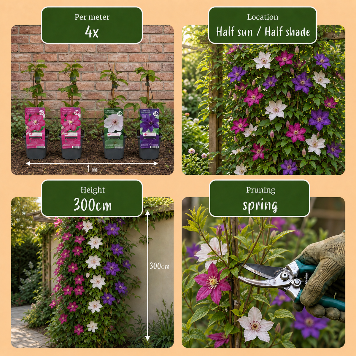 Clematis 'Tricolour' (driekleurige bosrank) – paars-roze-wit – 12 planten, Ø9 cm, 35 cm hoog