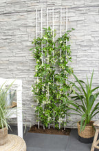 Trachelospermum 'Star Of Venice' (Tuscan jasmine) – Ø15 cm, 65 cm high