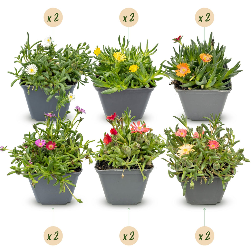 Mélange de Delosperma (œil-de-chat) – 12 plantes, Ø 7 cm, 10–12 cm de haut