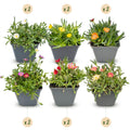 Mélange de Delosperma (œil-de-chat) – 12 plantes, Ø 7 cm, 10–12 cm de haut