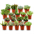 18× Fettpflanzen – Ø6 cm, 5–10 cm hoch
