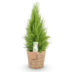 Cupressus Gold Crest Wilma (lemon cypress) with basket – Ø21 cm, 85–95 cm high