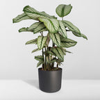 Calathea Whitestar – Ø19 cm, 50 cm hög