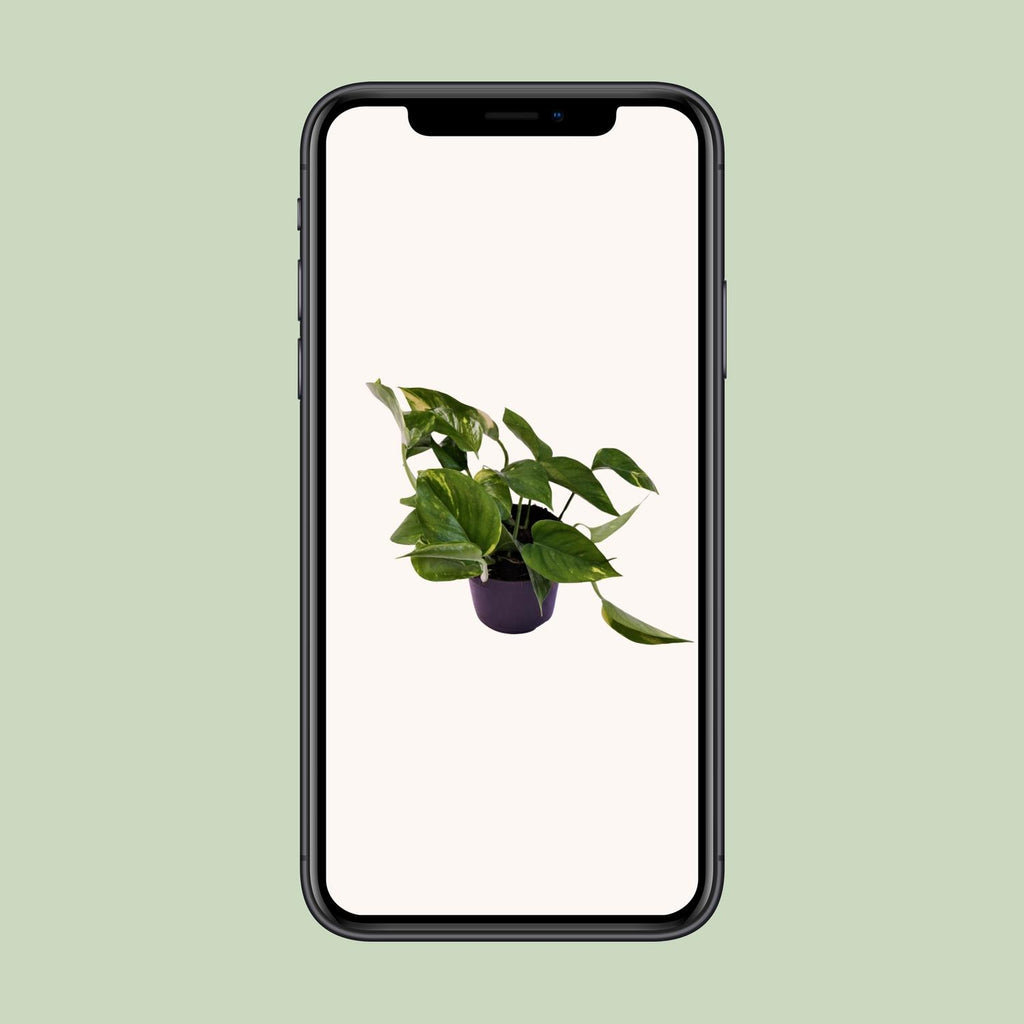Epipremnum (scindapsus) – Ø12 cm, 25 cm hoch – aureum