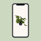 Epipremnum (scindapsus) – Ø12 cm, 25 cm hoch – aureum
