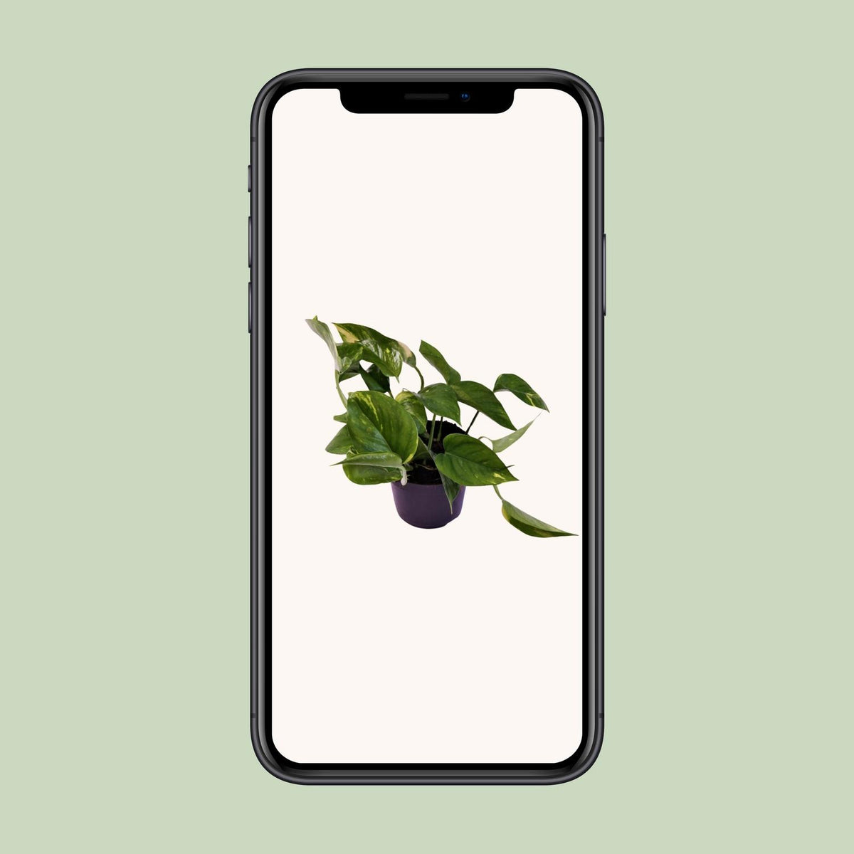 Epipremnum (scindapsus) – Ø12 cm, 25 cm hoog – aureum