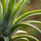 Tillandsia Air Plant in Decor (air plant) – Ø14 cm, 30 cm high