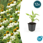 Echinacea p. 'White Swan' (coneflower) – 12 plants, Ø9 cm, 10–25 cm high