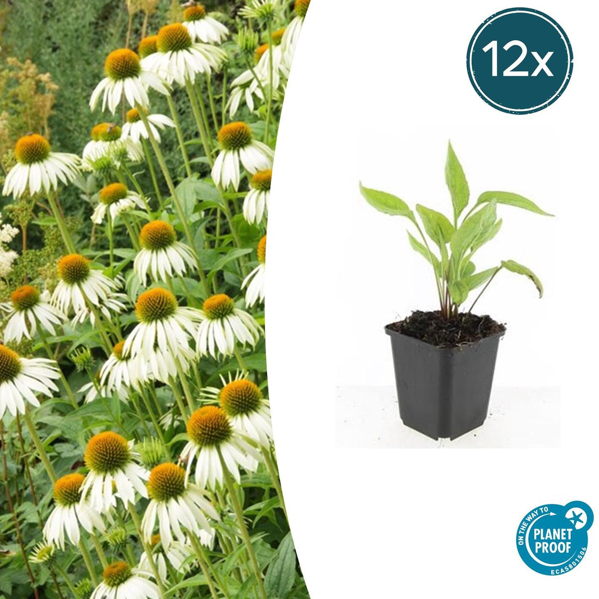 Echinacea p. 'White Swan' (coneflower) – 12 plants, Ø9 cm, 10–25 cm high – photo 2