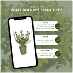 Ilex crenata 'Jenny' (Japanese holly) – 24 plants, Ø12 cm, 20 cm high