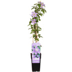 Clematis 'Justa' (Waldrebe) – Ø15 cm, 65 cm hoch